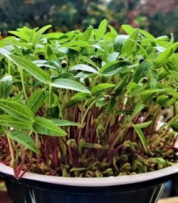 Get Microgreens In India
