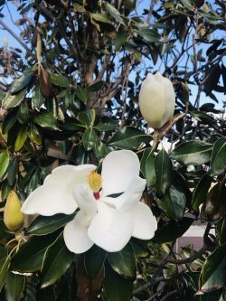 Spring time. Magnolia plant
