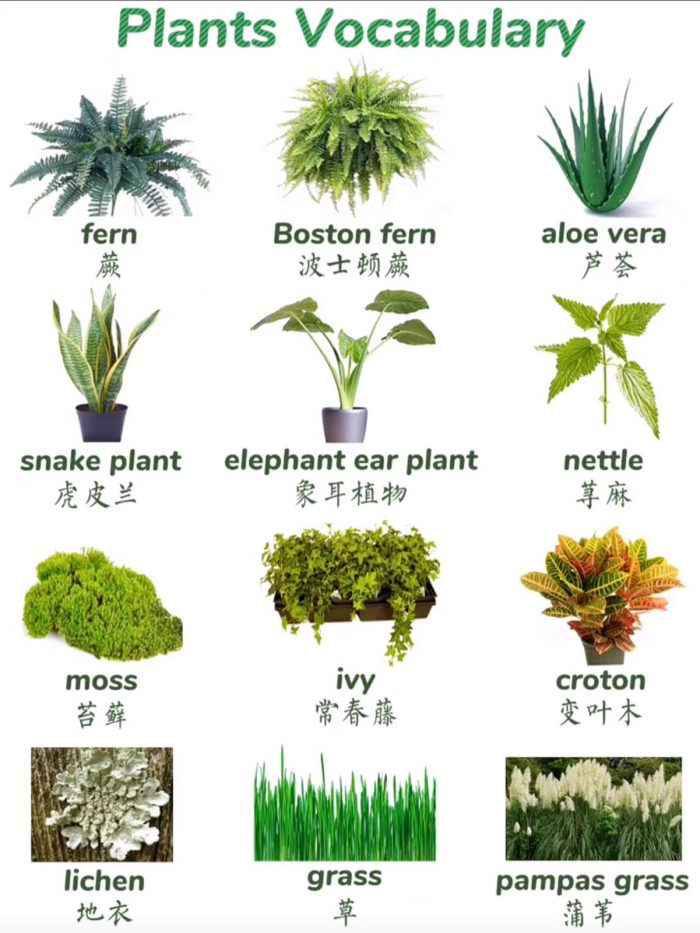 Plant name part 1