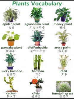 Plant names part 2