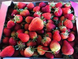 Strawberry picking 😋