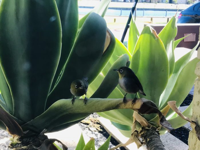 Great to see these 2 lovely birds in the morning 🥰