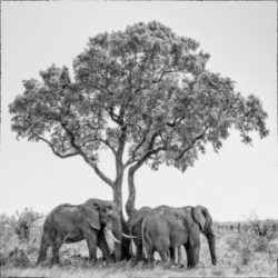 Amboseli Wildlife Photography Workshop