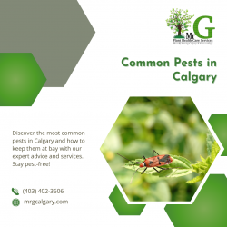 Solutions for tackling common pests found in Calgary.