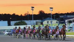 live harness racing in brisbane