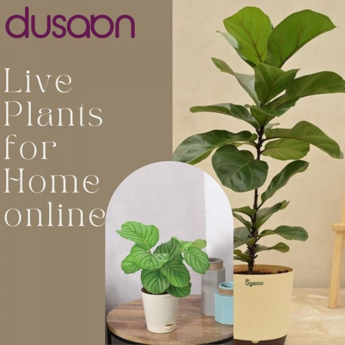 Live Plants for Home Online | Dusaan – Shop Quality Indoor Plants