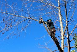 Local Tree Trimmers: Expert Canopy Care by Sydney’s Finest Arborists