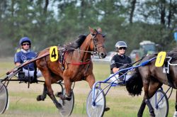 harness racing drivers in brisbane