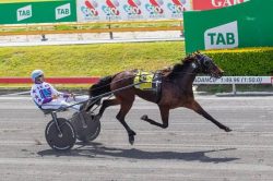 harness racing ownership in brisbane