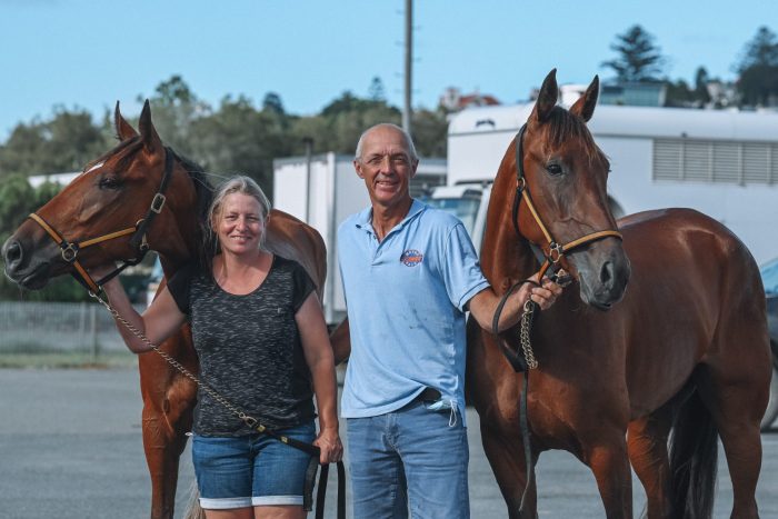 harness race horses for sale in brisbane