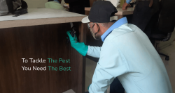 Reliable Pest Control Companies in Thane