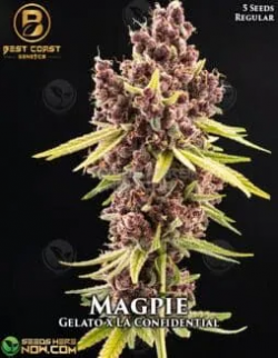 Cheap Marijuana Seeds Online​