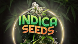 Shop the Best Indica Seeds for Beginners and Experts – Seeds Here Now