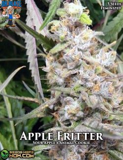 Apple Fritter Weed Strain