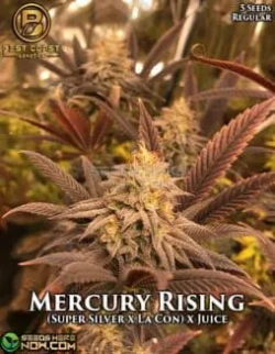 Best Coast Genetics – Mercury Rising {REG} [5pk]