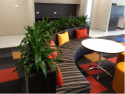 Best Indoor Plants Hire Melbourne – Fresh & Stylish Greenery
