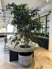 Affordable Melbourne Plant Hire for Events & Offices