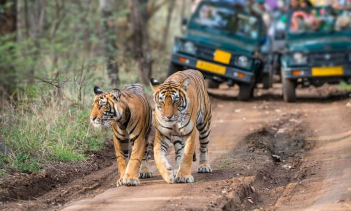Untamed Elegance: The Wild Luxury Experience in Bandhavgarh National Park