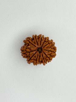 Buy Natural 12 Mukhi Rudraksha Nepali Bead – Certified