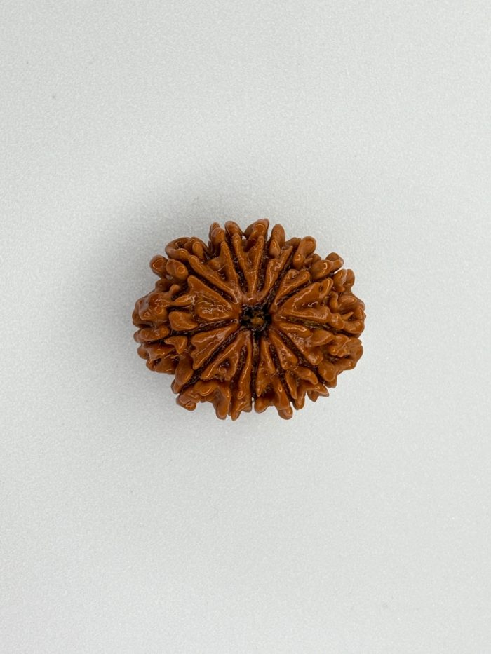 Buy Natural 12 Mukhi Rudraksha Nepali Bead – Certified