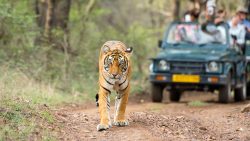 Unleash Your Wild Side: The Ultimate Guide to Tiger Safari in Ranthambore