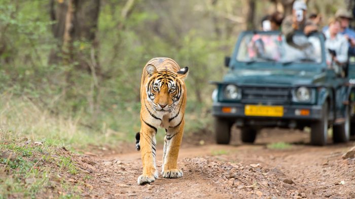 Unleash Your Wild Side: The Ultimate Guide to Tiger Safari in Ranthambore
