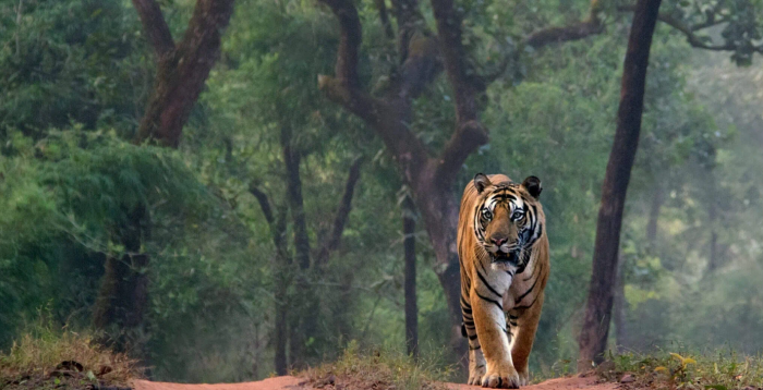 Tiger Safari Ranthambore: An Unforgettable Encounter with the Wild