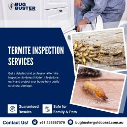 Professional Termite Inspection Service for Complete Peace of Mind