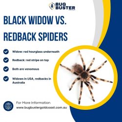 Black Widow vs. Redback Spiders Key Differences You Should Know