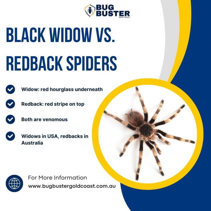 Black Widow vs. Redback Spiders Key Differences You Should Know