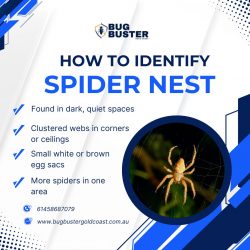 How to Identify a Spider Nest in Your Home