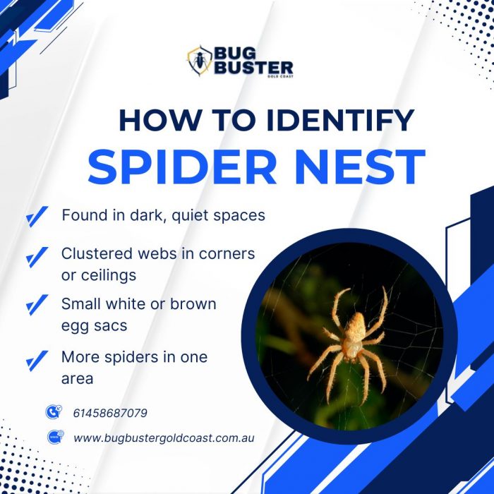 How to Identify a Spider Nest in Your Home