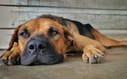 Dog pollution | BLEP World