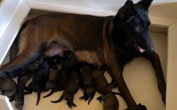 Malinois Watch Dogs – How Much Does a Malinois Cost and Where to Find Working Line Belgian Malin ...