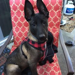 Trusted Protection and Companionship with Malinois Watch Dogs