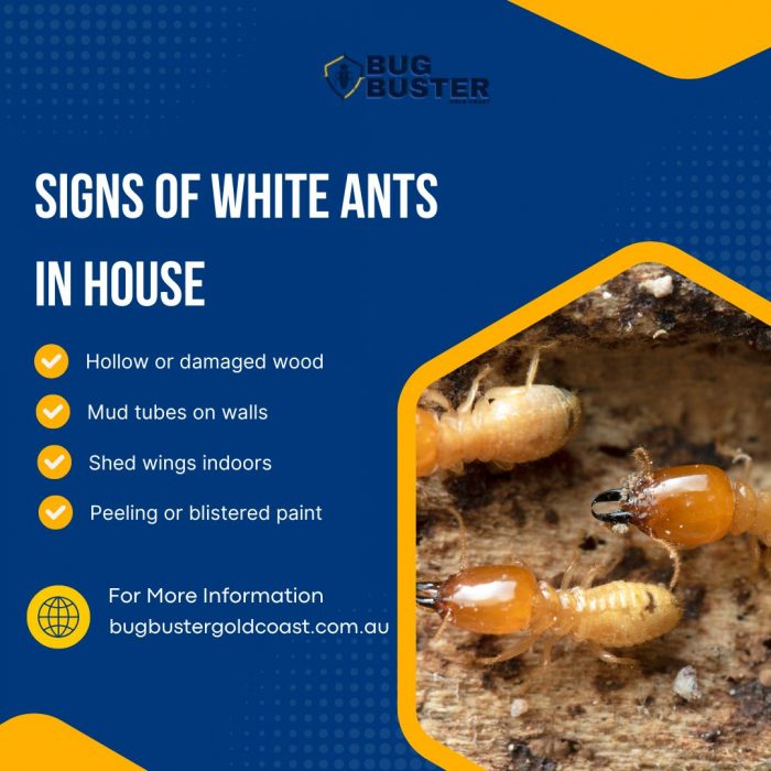 Signs of White Ants In House