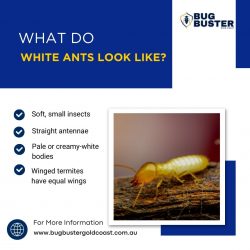 What Do White Ants Look Like?