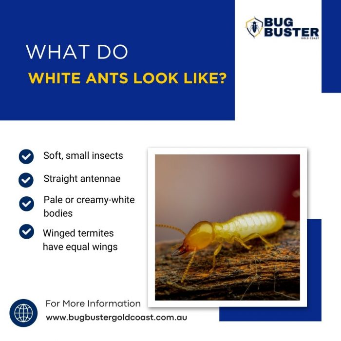 What Do White Ants Look Like?