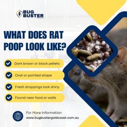 What Does Rat Poop Look Like?