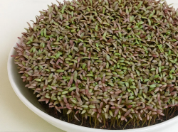 Srishthi Microgreens: A Fresh Way to Experience Nutrition, Flavor, and Wellness