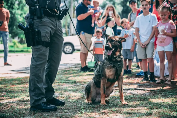 Malinois Watch Dogs: Trusted Name for Elite Belgian Malinois Companions