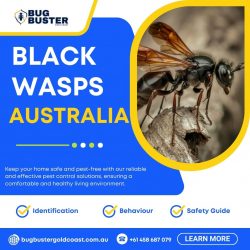 Black Wasps in Australia – Identification, Behaviour & Safety Guide