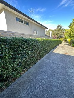 Hedging in Melbourne