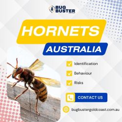 Hornets in Australia – Identification, Behaviour, and Risks