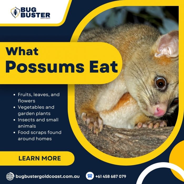 What Possums Eat : Complete Guide to a Possum’s Diet