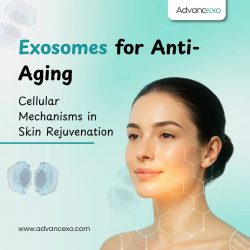 Exosomes for Anti-Aging: Cellular Mechanisms in Skin Rejuvenation