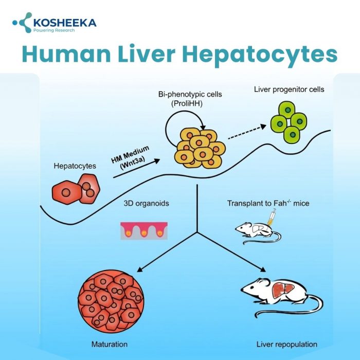 Human Liver Hepatocytes: Morphology & Functions | Kosheeka