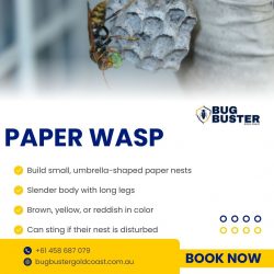 Paper Wasp Australia : Nests, Dangers & Prevention