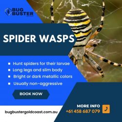 Spider Wasps Australia – Signs, Habitat and Prevention