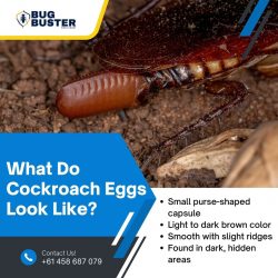 What Do Cockroach Eggs Look Like?